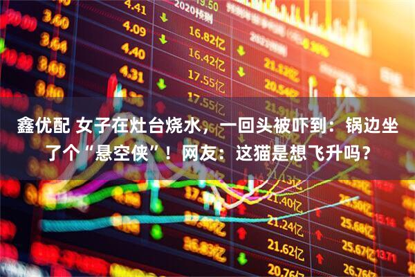 鑫优配 女子在灶台烧水，一回头被吓到：锅边坐了个“悬空侠”！网友：这猫是想飞升吗？